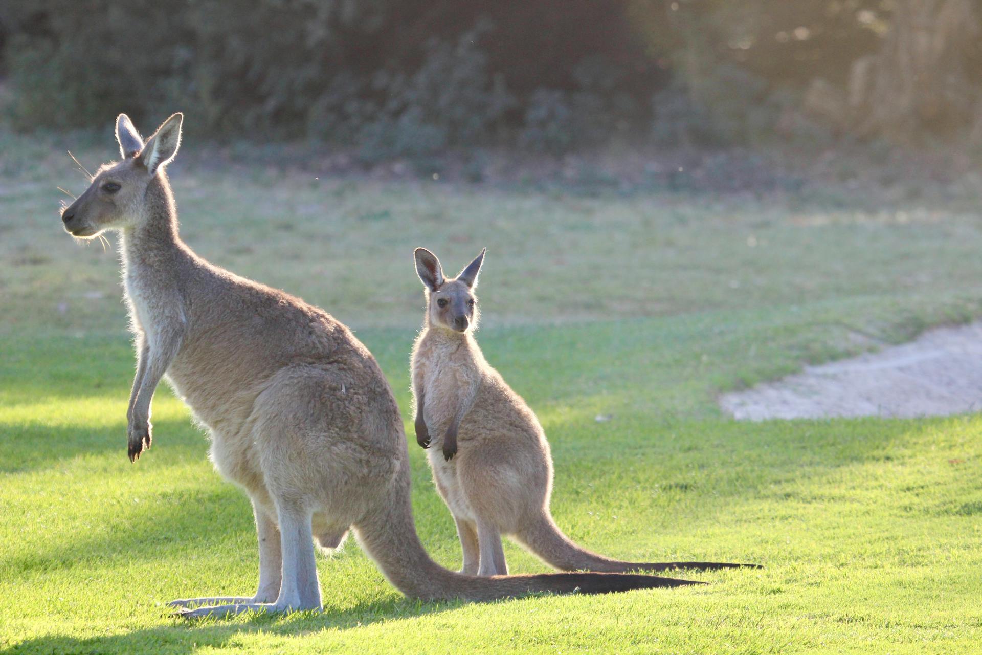 A Kangaroo and a Joey