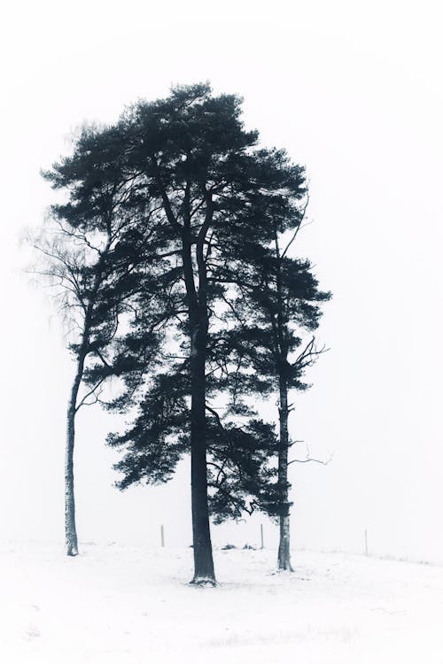 Snow around Trees