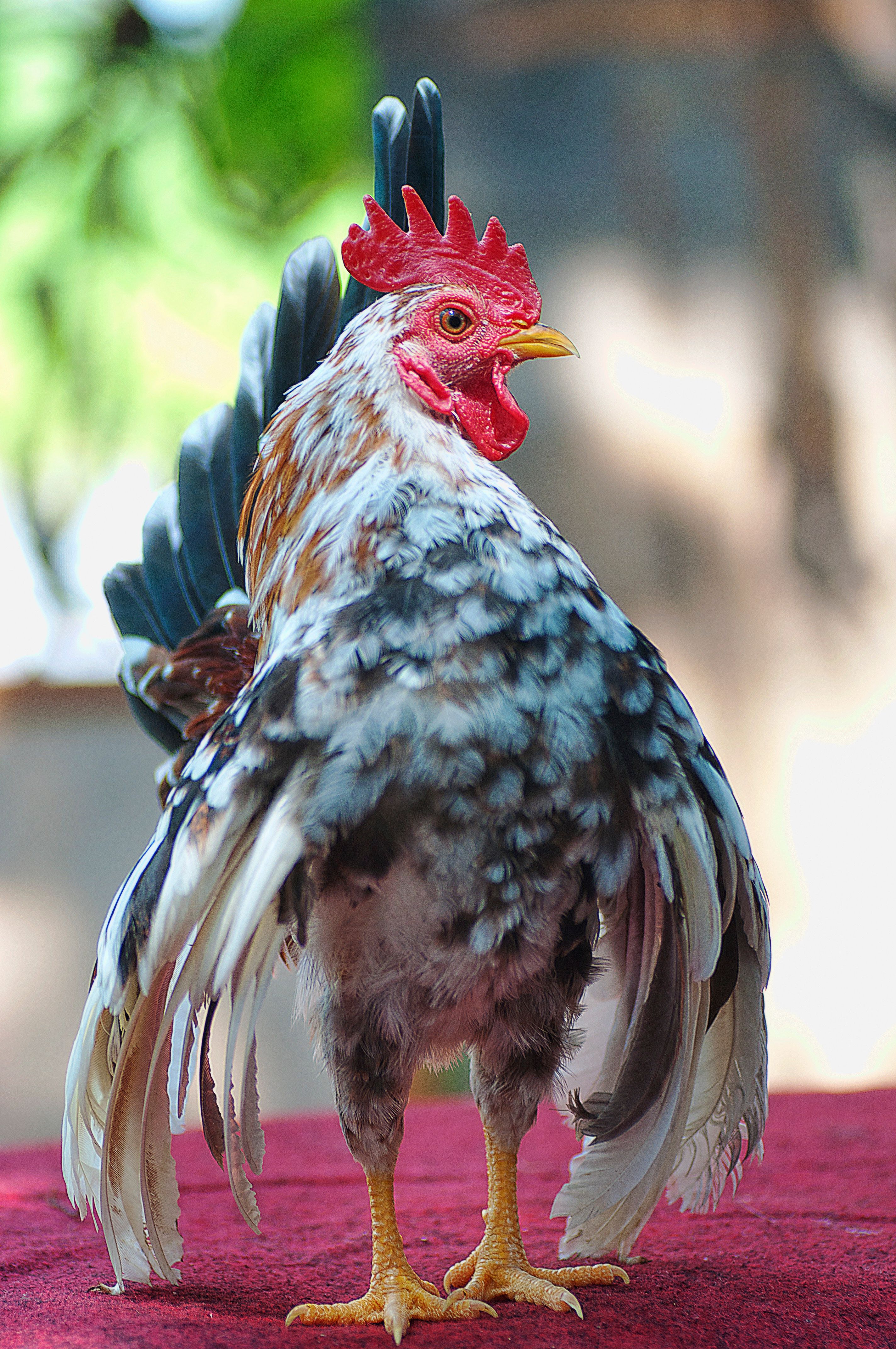 A vibrant rooster standing proudly outdoors on a wooden surface. Perfect for farm and wildlife themes.