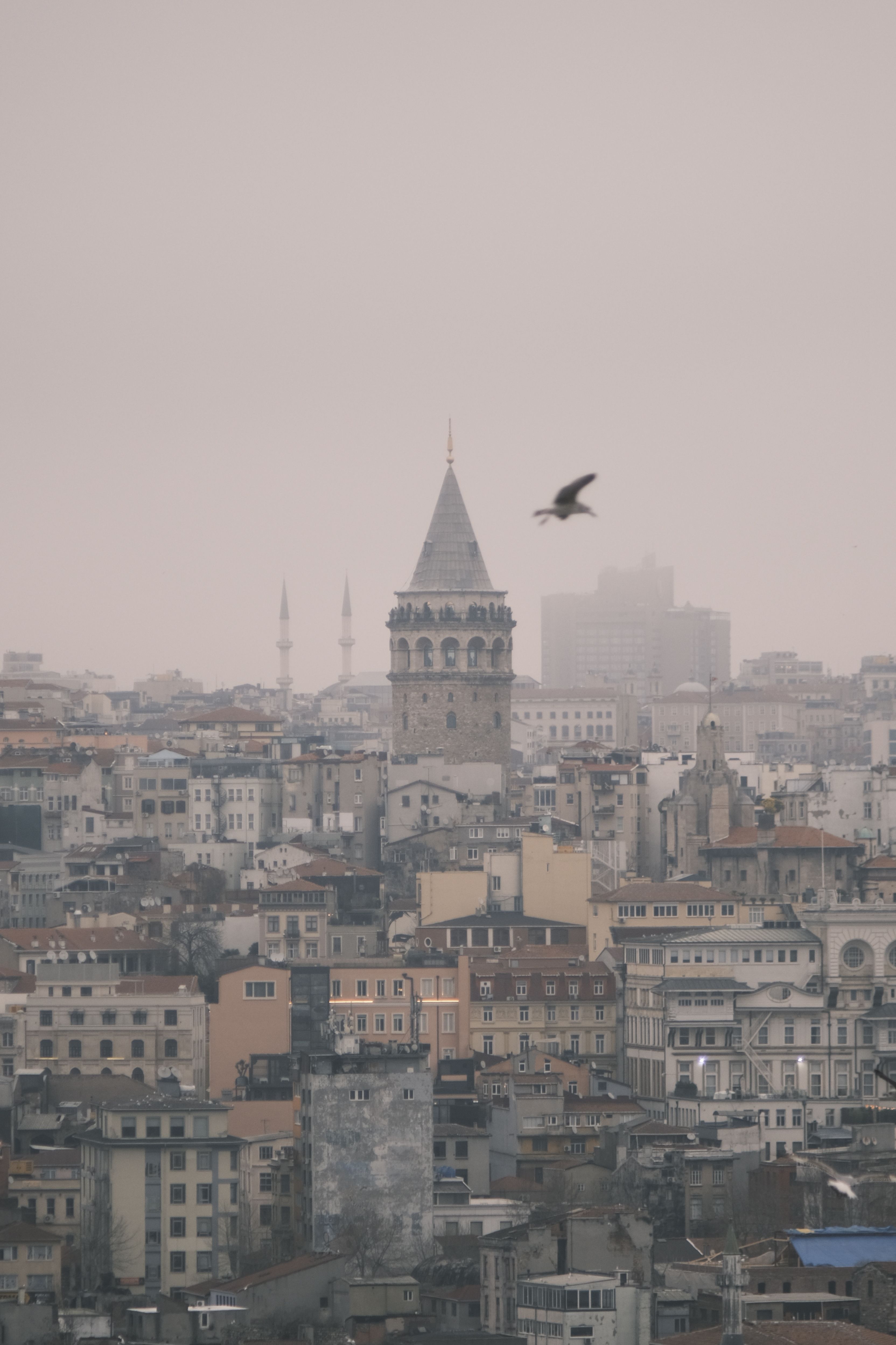 A captivating view of Galata Tower amidst Istanbul's skyline with a bird soaring nearby.