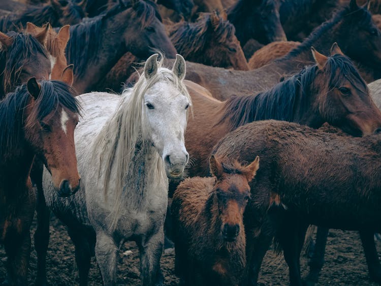 Colorful Horses In Herd