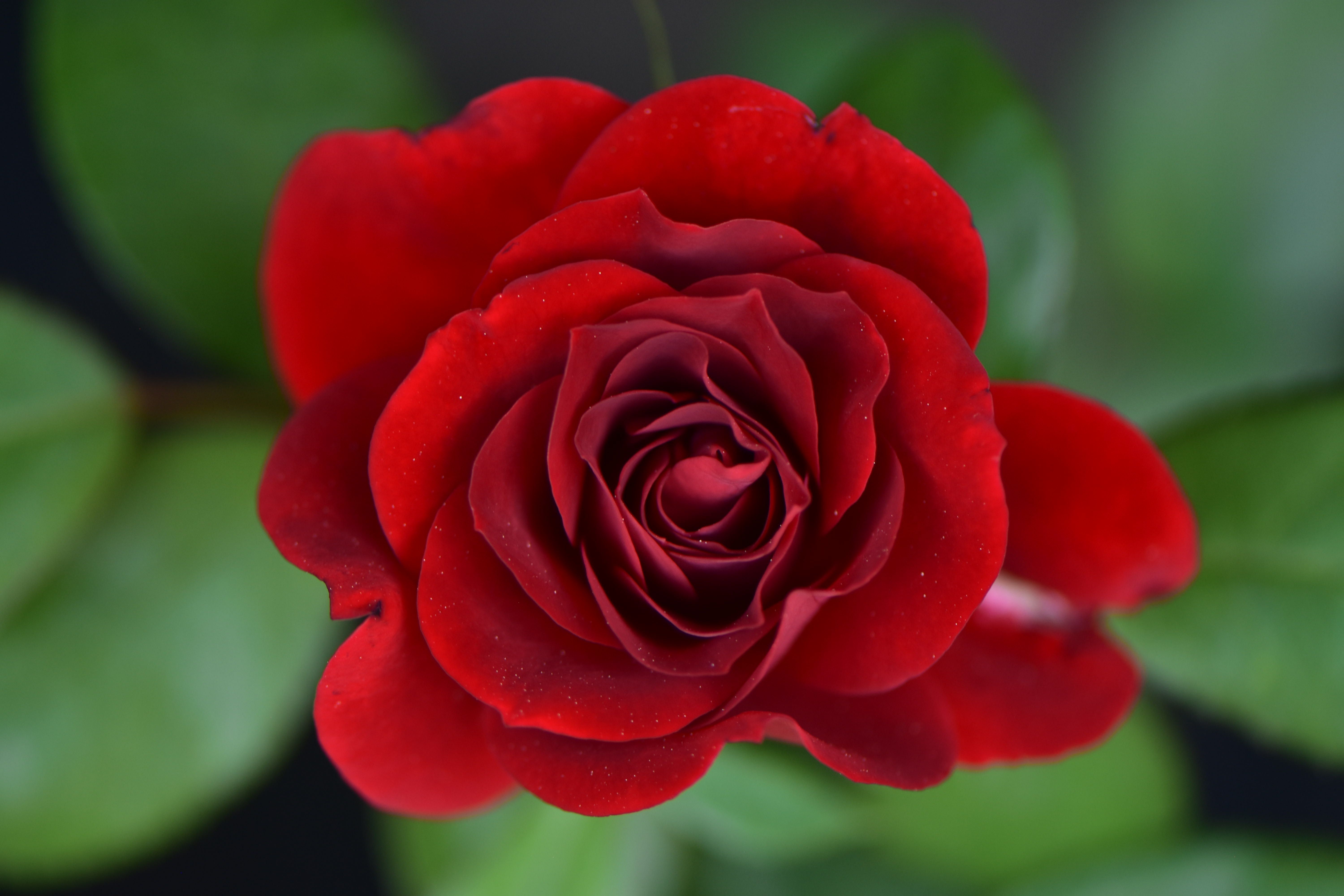 Descubre el nombre de Madame de Rosa