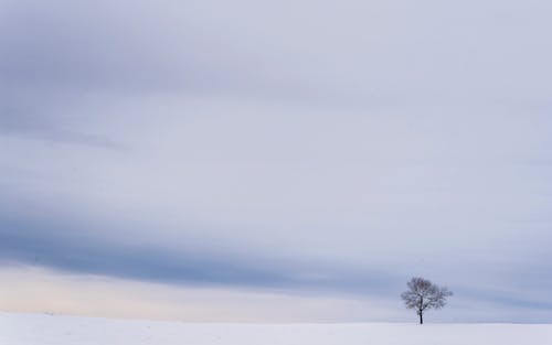 Gratis lagerfoto af enkelt træ, forkølelse, natur