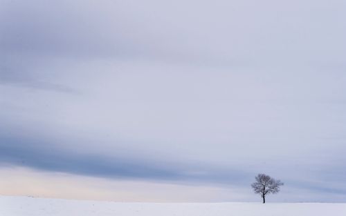 Free A lone tree stands in a vast snowy field under an overcast sky, evoking tranquility. Stock Photo