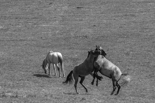 Fotobanka s bezplatnými fotkami na tému čierny a biely, hranie, kone