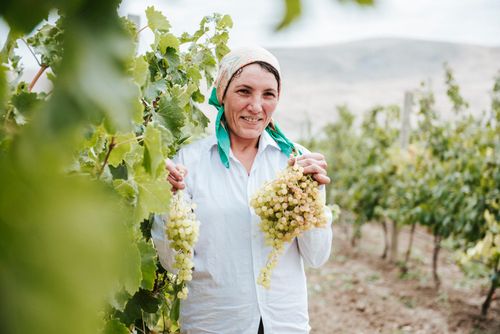 Free A joyful woman harvesting grapes in a lush vineyard setting Stock Photo