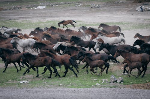 huge herd of horses running