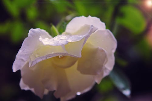 Gratis stockfoto met bloemen, roos, wit