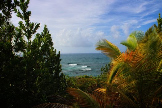 Lush tropical foliage frames the serene ocean view in Puerto Rico, perfect for a tranquil getaway.