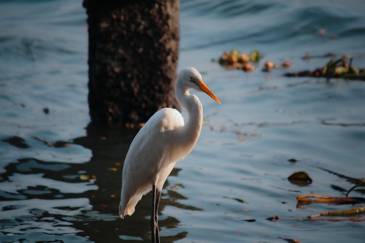 An Eastern Great Egret Standing On Water