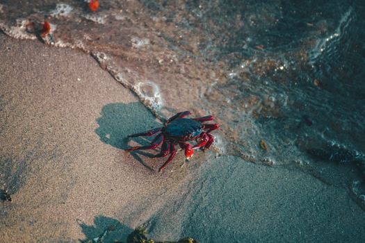 A vibrant crab on sandy beach by the water, captured in natural sunlight.