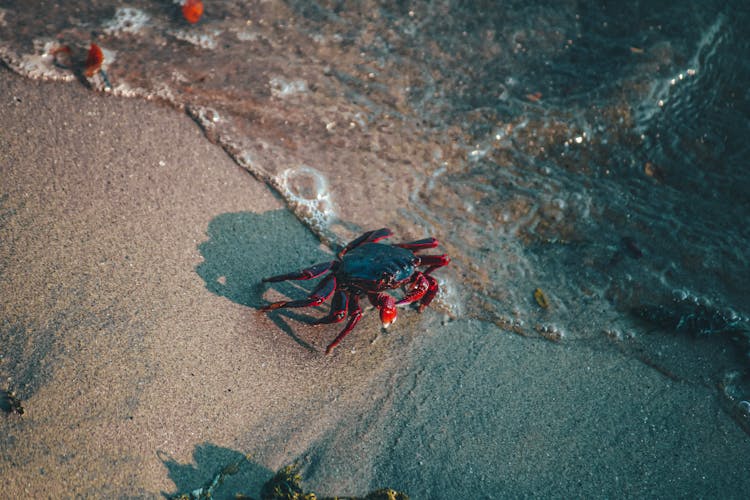 Crab On Shore