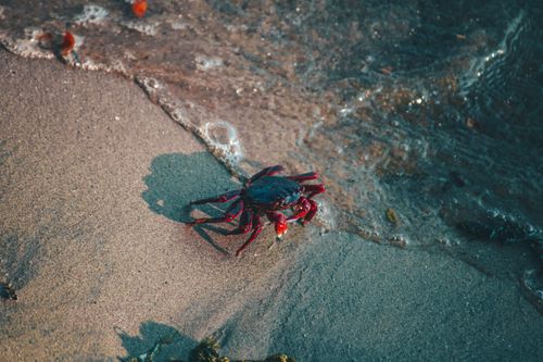 Free A vibrant crab on sandy beach by the water, captured in natural sunlight. Stock Photo