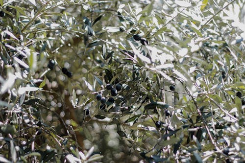 Fotos de stock gratuitas de aceituna, aceitunas negras, árbol