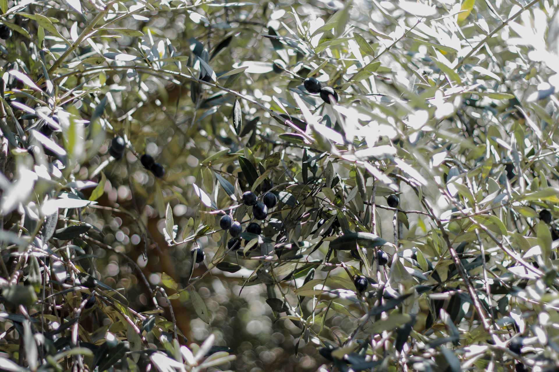 Beautiful olive branches with black olives in natural Mediterranean sunlight.