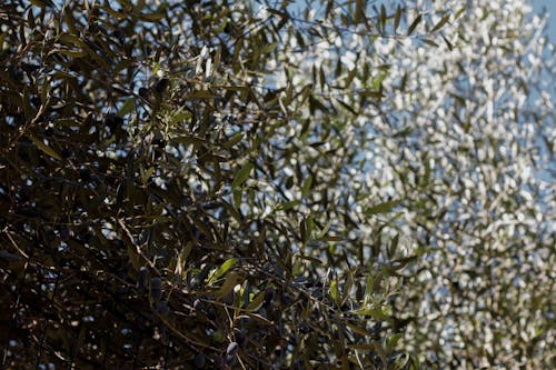 Foto d'estoc gratuïta de arbre, arbre verd, fulles