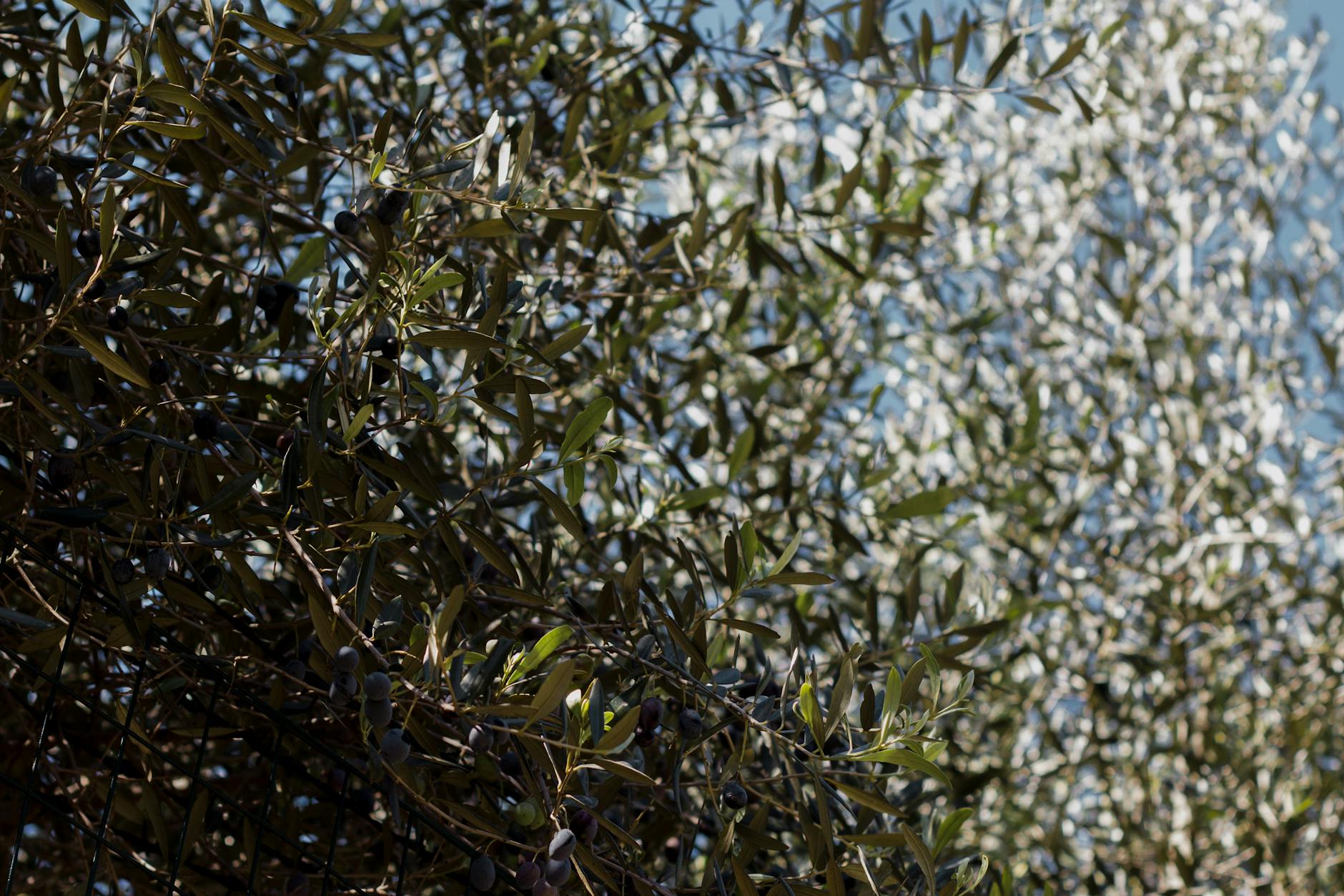 Olive tree Plant