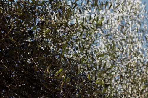 Free Sunlit close-up of olive tree branches with green leaves and ripe olives, outdoors. Stock Photo