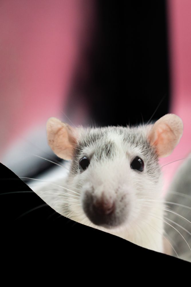 Rat Face Photos, Download The BEST Free Rat Face Stock Photos & HD Images
