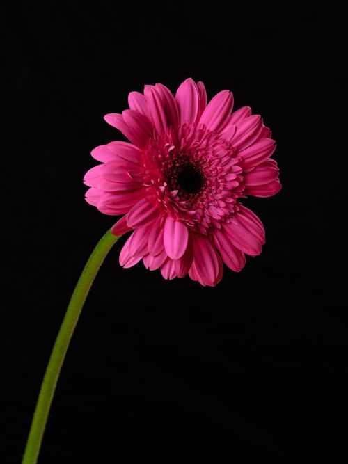 Free A striking pink Gerbera daisy stands out against a dark background, showcasing detailed petals. Stock Photo