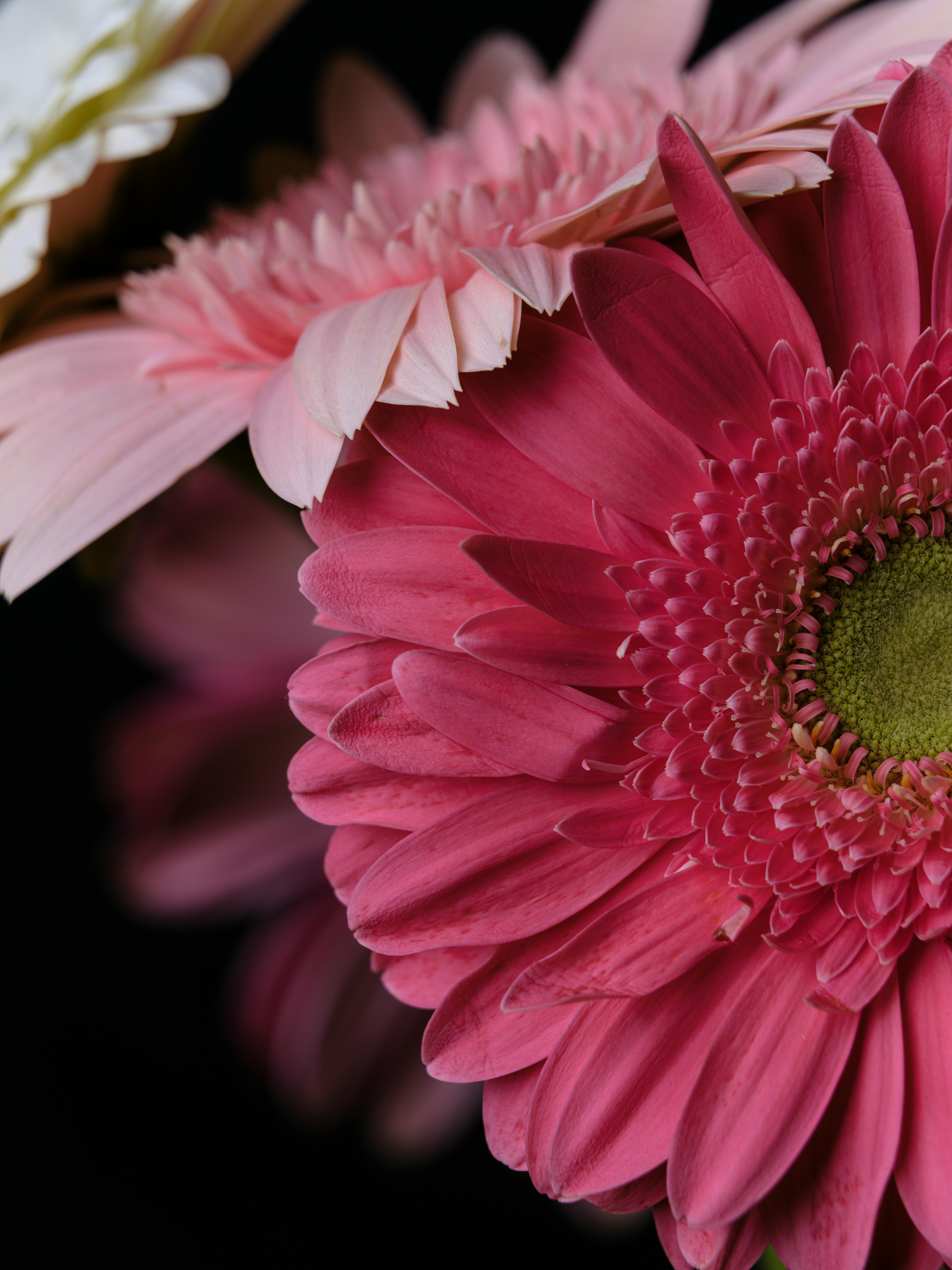 Pink And Red Gerbera Daisy Flower On Concrete Backgrounds Spring  Background Space For Text Vertical Stock Photo Picture And Royalty Free  Image Image 97371132