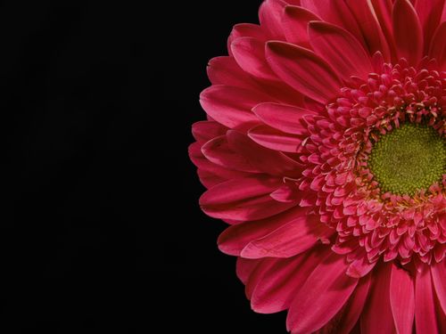 Free Close-up of a vibrant pink gerbera daisy with intricate petals against a striking black background. Stock Photo