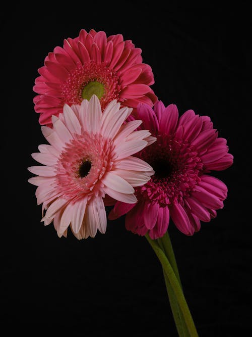 Gerbera Flower Close-Up Photo