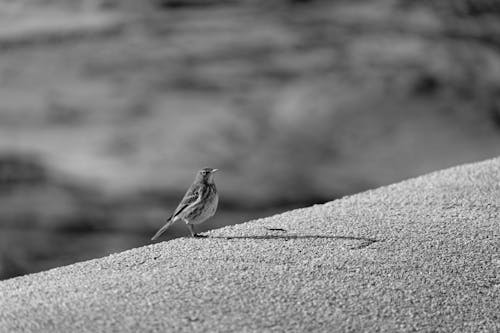 Grayscale Photo of a Bird 