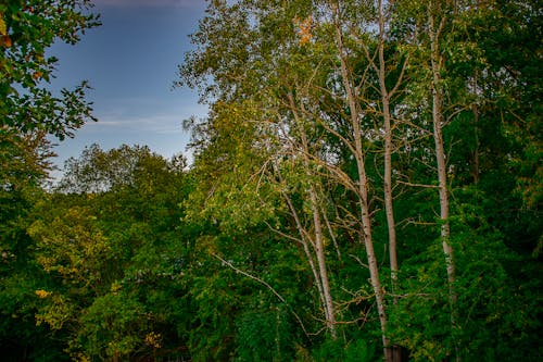 Бесплатное стоковое фото с дерево, деревья, заводы