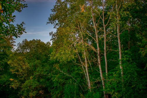 Free Serene landscape of green forest trees under a clear blue sky, captured in summer. Stock Photo