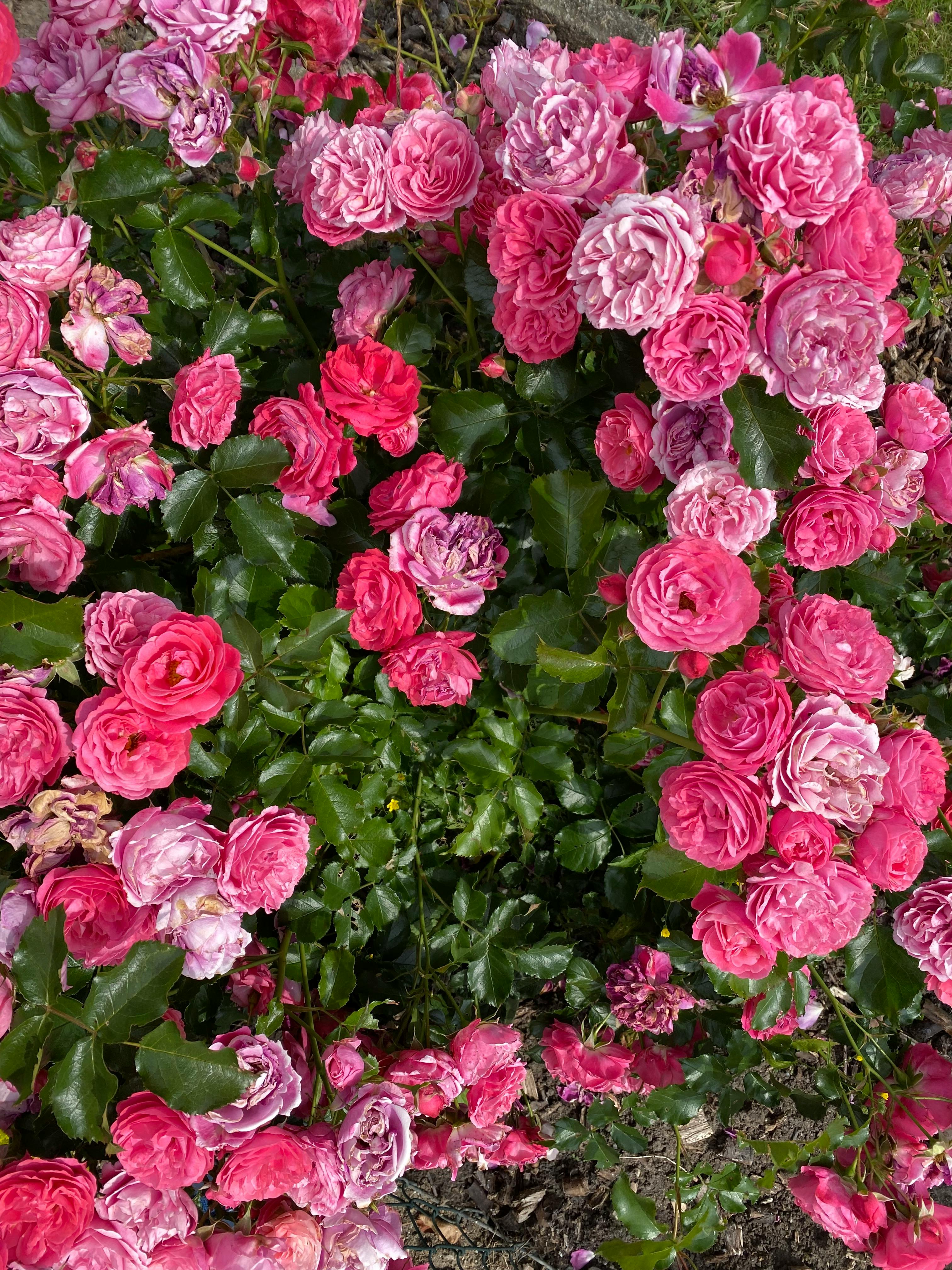 Garden Roses in Bloom · Free Stock Photo