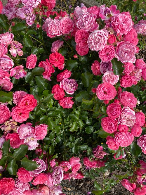Free Captivating close-up of vibrant pink garden roses in full bloom, showcasing their natural beauty. Stock Photo
