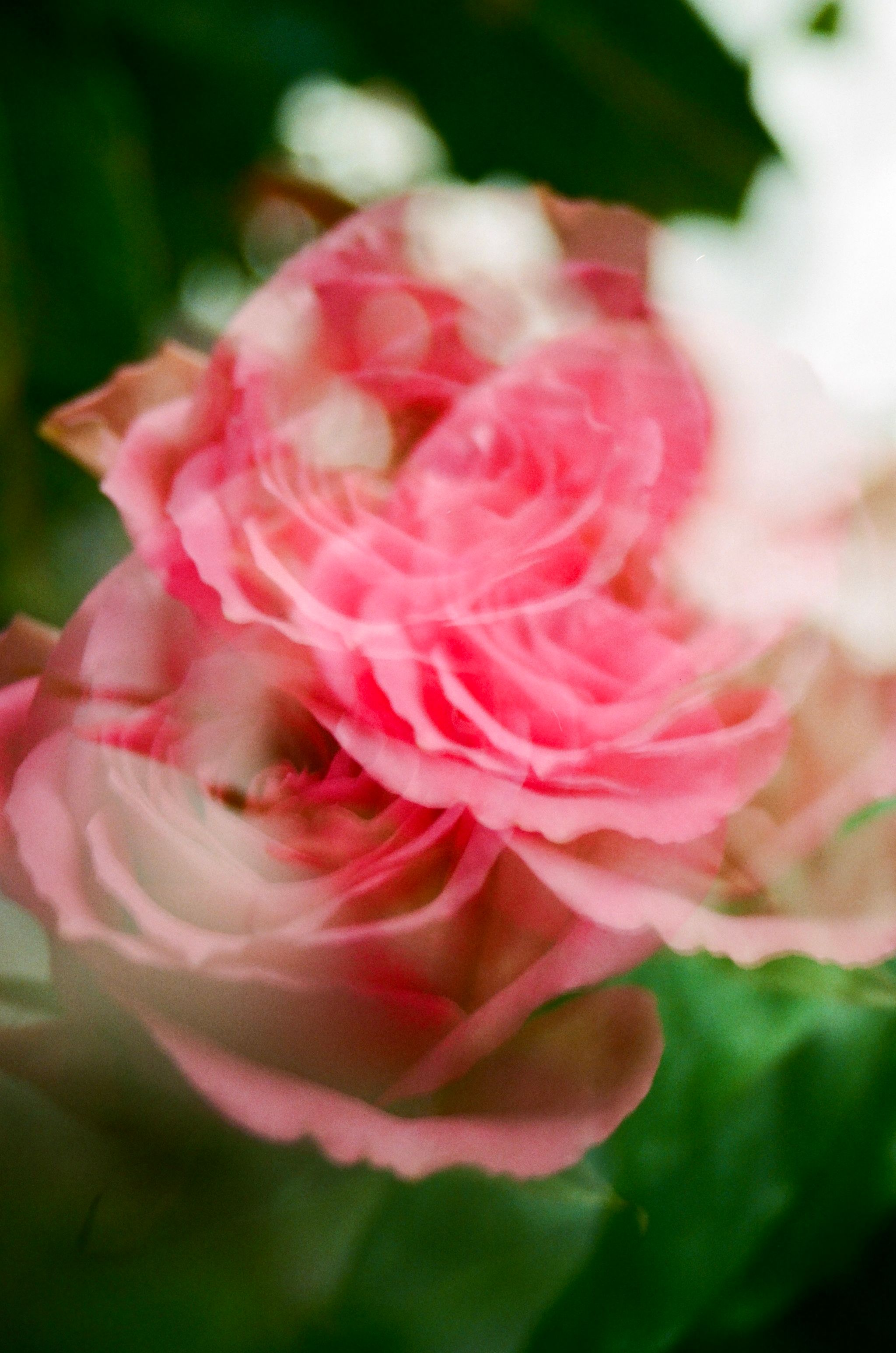 Close up of Roses · Free Stock Photo