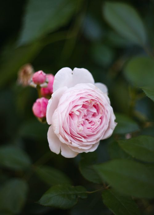 Free Elegant close-up of a pink rose blooming among lush green leaves in a garden setting. Stock Photo