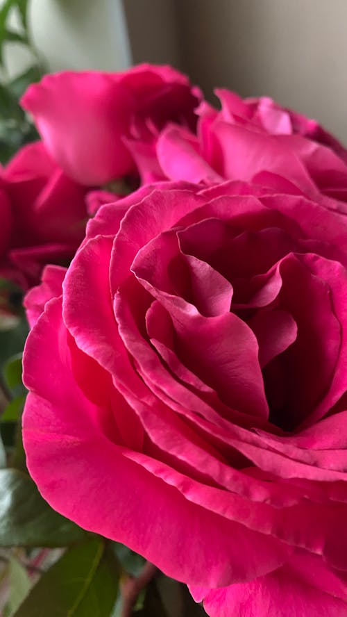 Close-Up Shot of Pink Roses 