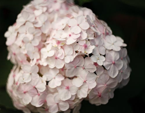 Close Up Photo of a Cluster of Pink Flowers