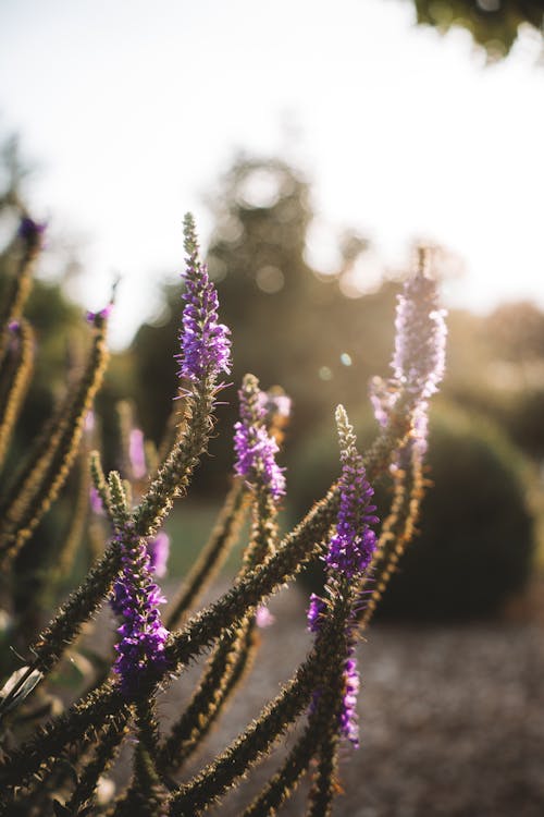 Close up of a Plant 