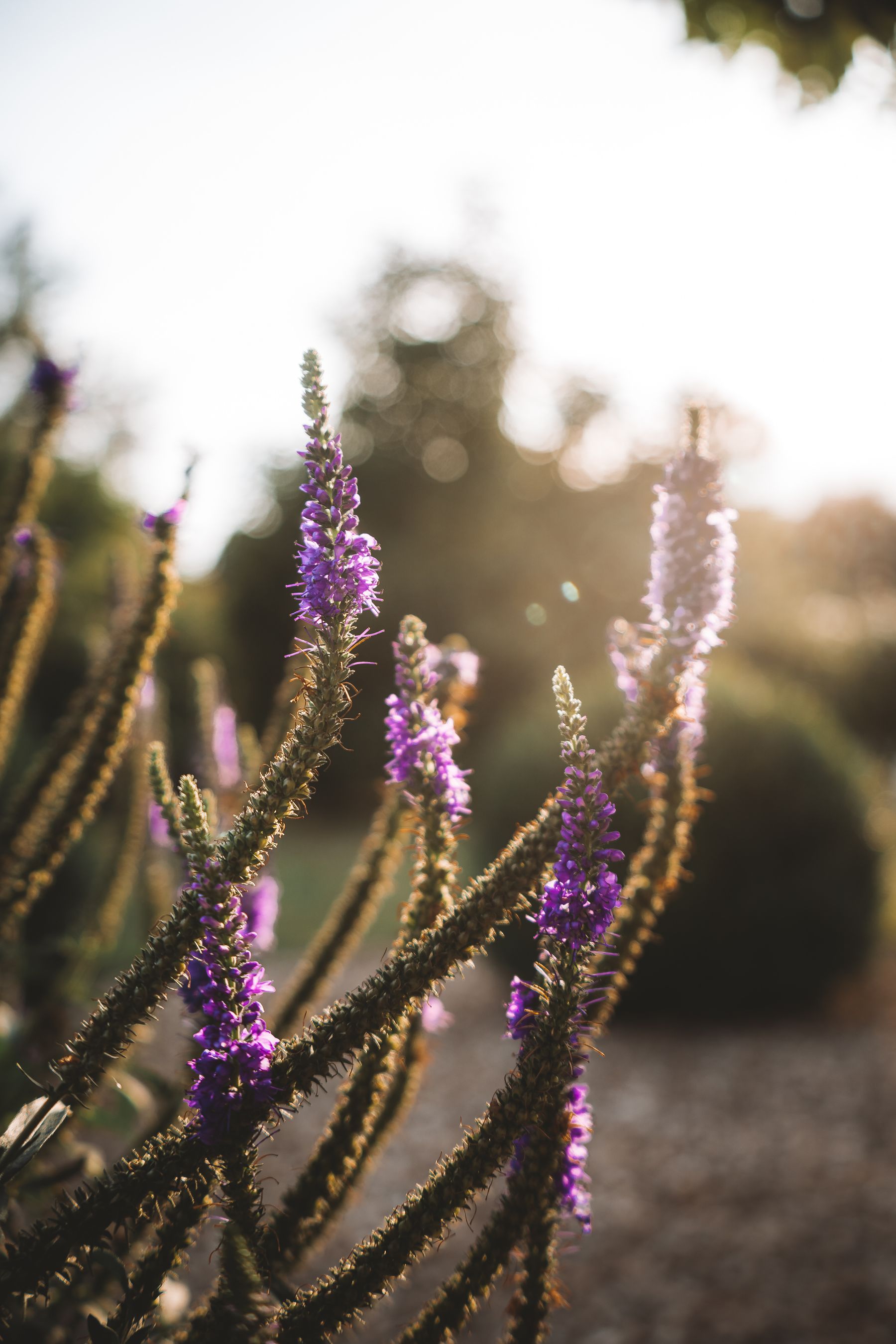 The Goal of Pruning — lavender pruning and care