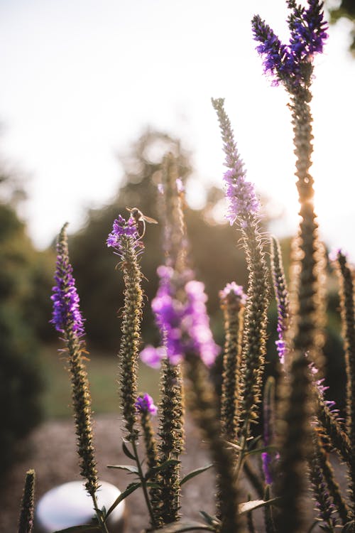 Sunlight over Flowers