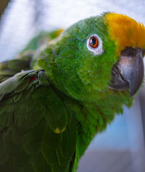 Free Close-up portrait of a vibrant green parrot in Batu, East Java, Indonesia. Stock Photo