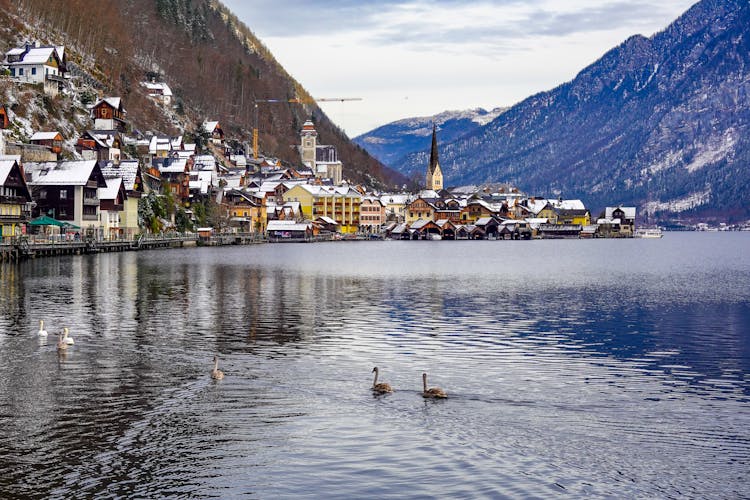 Ducks On Lake In Hallstatt In Austria