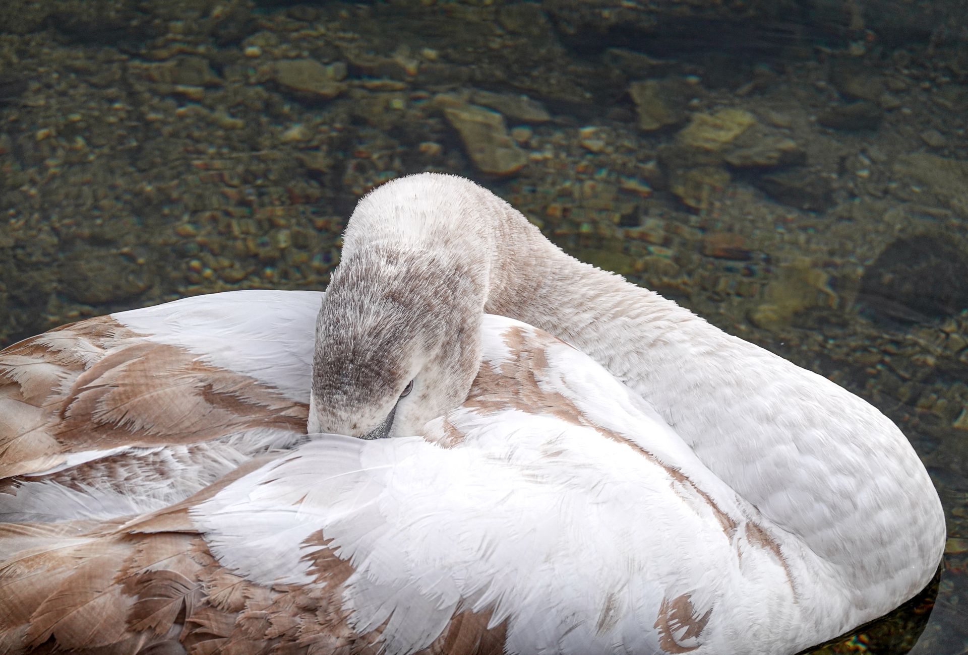 A tranquil swan resting gracefully in the clear waters of Hallstatt, Austria.