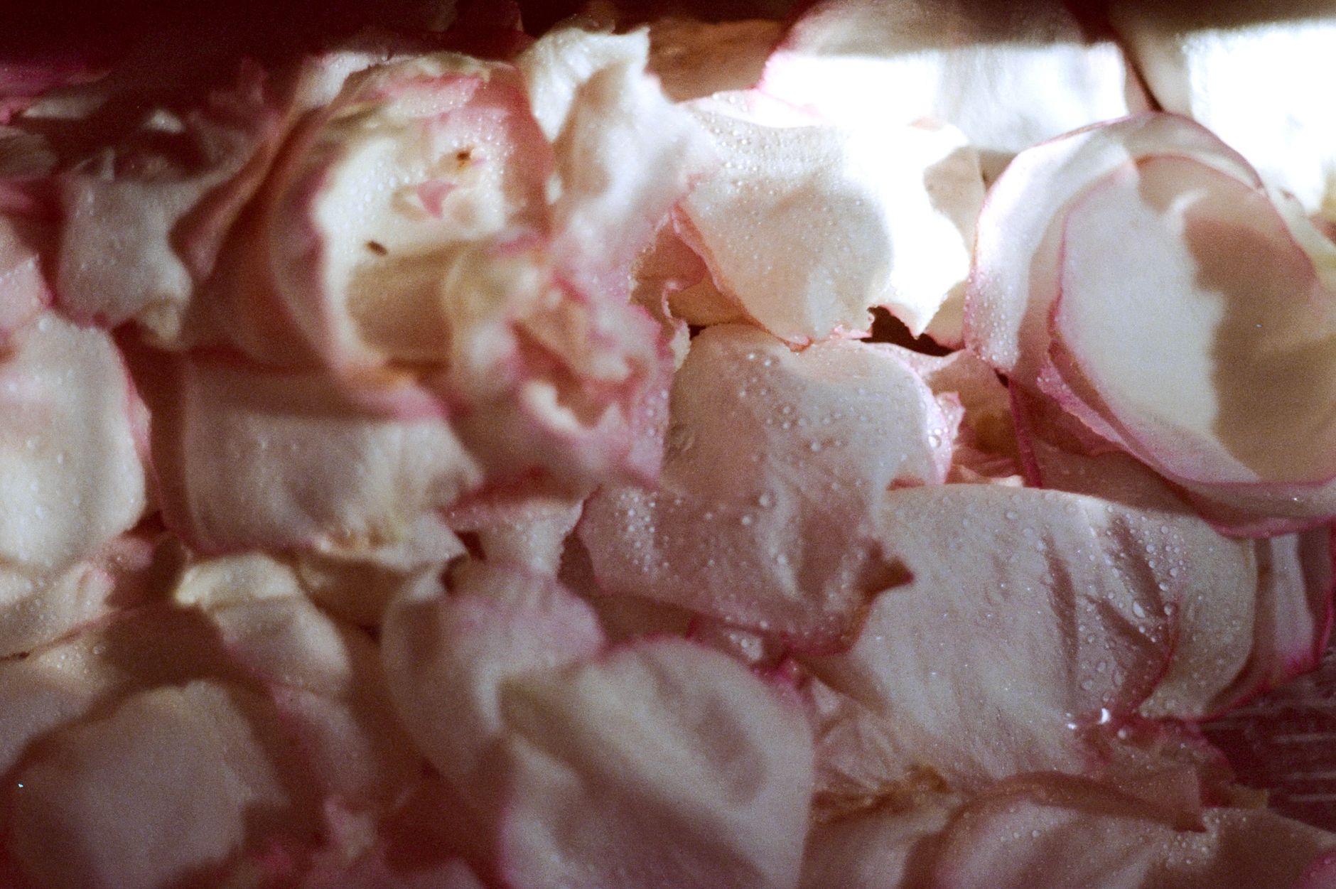 Delicate pink rose petals with water droplets, illuminated by natural light.