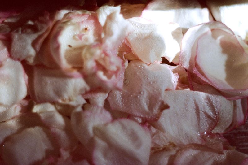 Delicate pink rose petals with water droplets illuminated by natural light