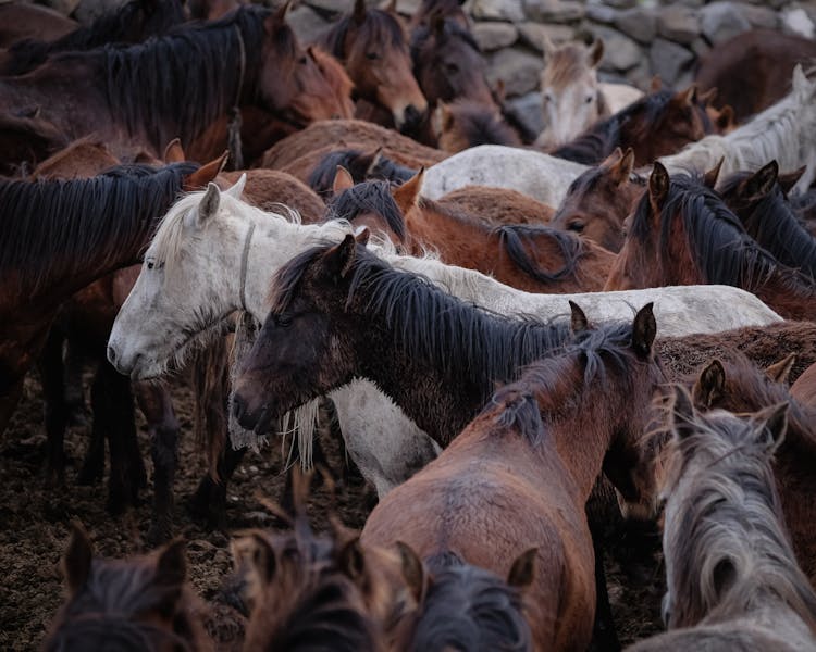 Colorful Horses In Herd