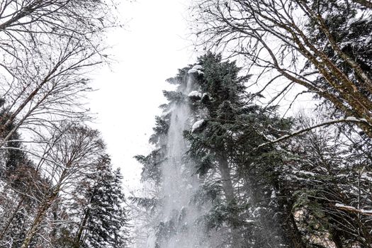 Majestic snowy evergreen conifers in a tranquil winter forest setting.