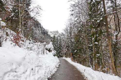 Free Serene winter scene with a snowy pathway surrounded by trees in Hallstatt, Austria. Stock Photo