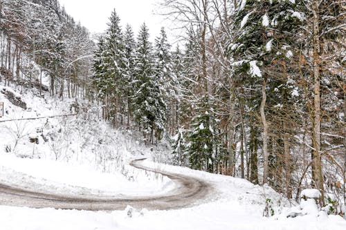 Foto d'estoc gratuïta de bosc, carretera, congelat