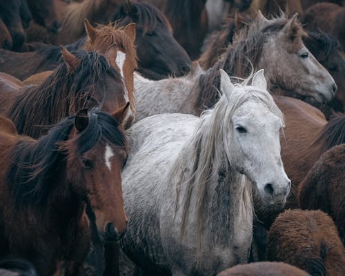 Fotos de stock gratuitas de animal, caballos, de cerca