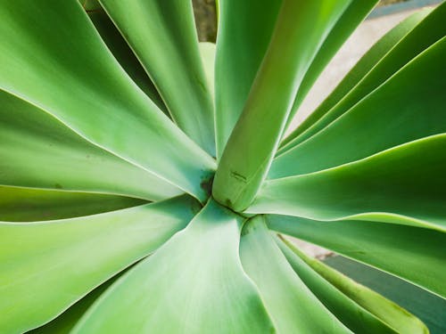 Základová fotografie zdarma na téma čerstvý, extrémní detail, listy